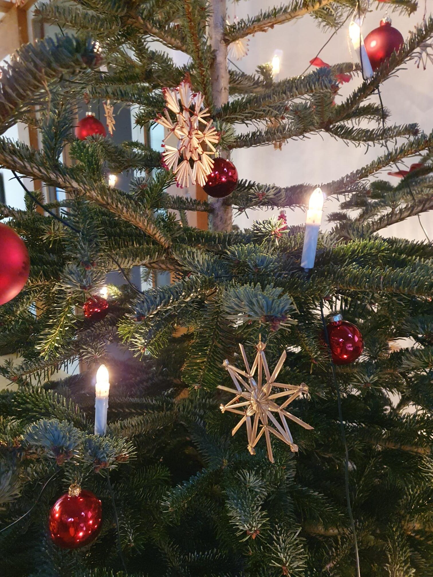 Weihnachtsbaum synalis Bonn